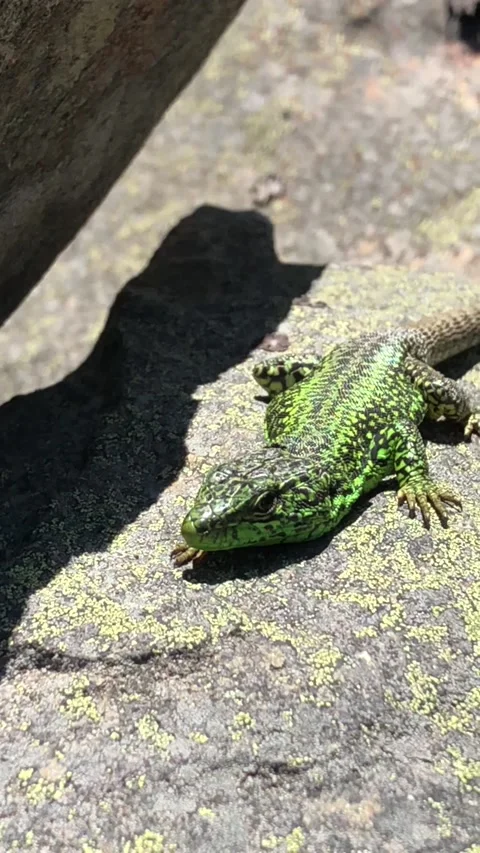 Iberolacerta galani or lizard, basking in the morning on a rock to warm up. Stock Footage 153014613