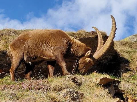 Ibex 3 Stock Photos