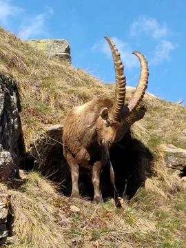 Ibex 3 Stock Photos