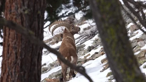 Ibex alpine (Capra ibex) climbing a snowy mountain in the forest in between a Stock-Footage 328971770
