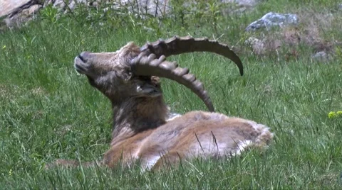 Ibex - Bouquetin Stock Footage 62773045
