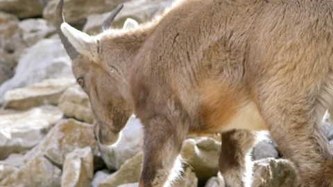 Ibex climbing on the rocks slow motion shot 库存影片 96113247