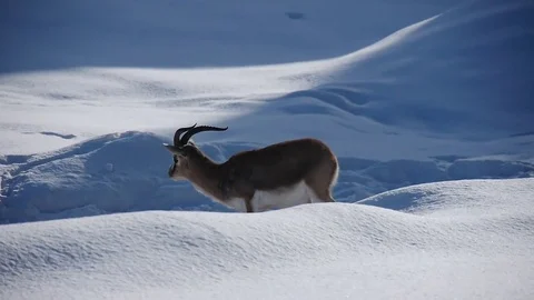 An ibex in deep winter surrounded by snow Video stock 69835734