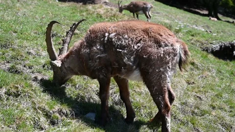 Ibex eating grass on a hillside in Chamonix, France Stock Footage 147959209
