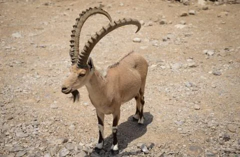 Ibex Encounter Stock Photos
