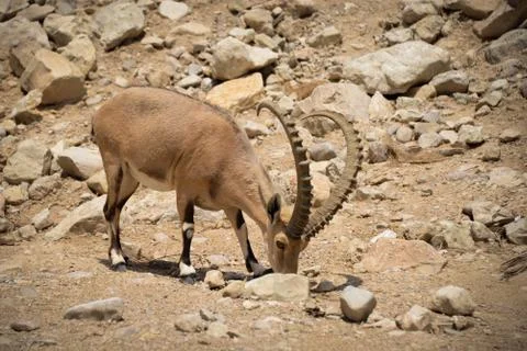 Ibex Feeding Stock Photos