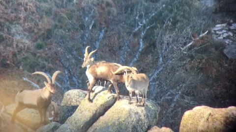 Ibex Stock Footage 95995392