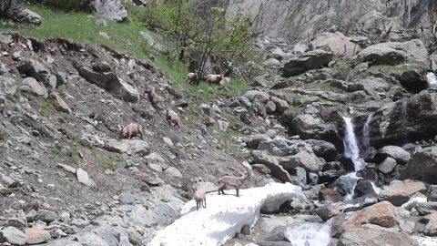 Ibex Stock Footage 131024218