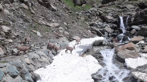 Ibex Stock Footage 131024220