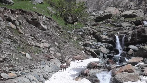 Ibex Stock Footage 131024224