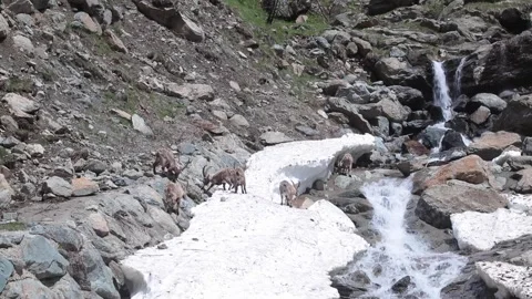 Ibex Stock Footage 131024275