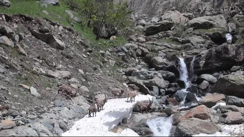 Ibex Stock Footage 131024333