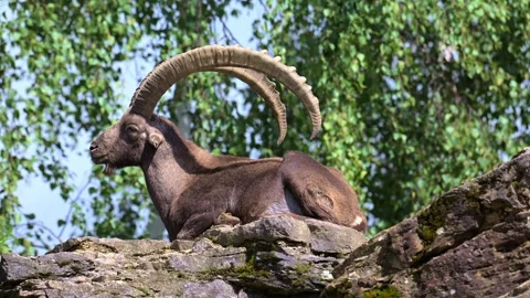 Ibex, in Germany. Stock Footage 321460351