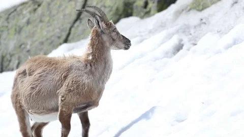 Ibex goat in its high mountain habitat Video stock 77996412