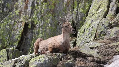 Ibex goat in its high mountain habitat Video stock 77996439