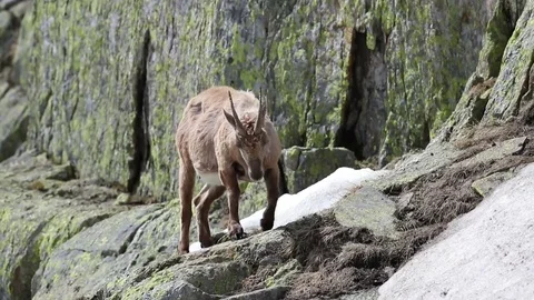 Ibex goat in its high mountain habitat 스톡 동영상 77996657