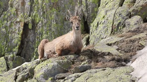 Ibex goat in its high mountain habitat 스톡 동영상 77997432