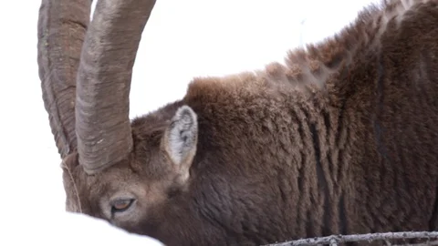 Ibex that grazes in the snow Stock Footage 98207649