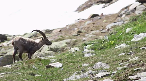 Ibex grazing Video stock 67451548