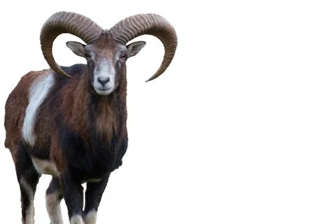 Ibex isolated on white background Stock Photos
