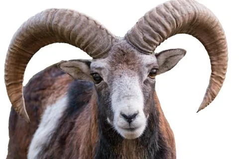 Ibex isolated on white background Stock Photos