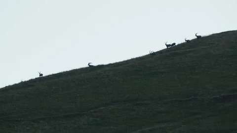 Ibex in the mountain Stock Footage 318792687