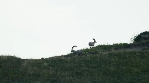 Ibex in the mountain Stock Footage 318792692