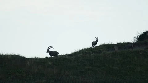 Ibex in the mountain Stock Footage 318792695