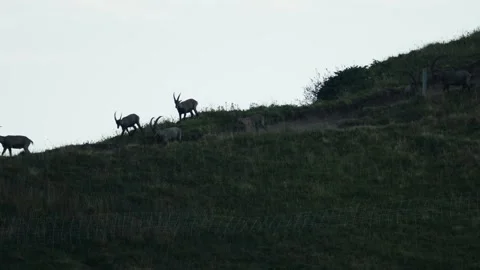 Ibex in the mountain Stock Footage 318792712