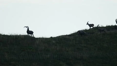 Ibex in the mountain Stock Footage 318792721