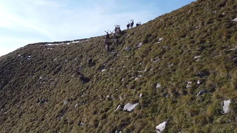 Ibex in the mountains - wild life  Stock Footage