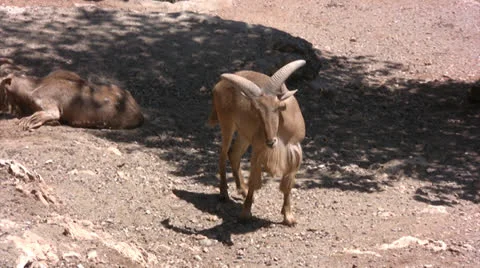 Ibex in a nature reserve Video stock 25607927