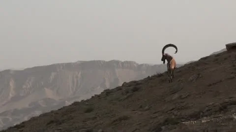 Ibex overlooking crater Stock Footage 22100472