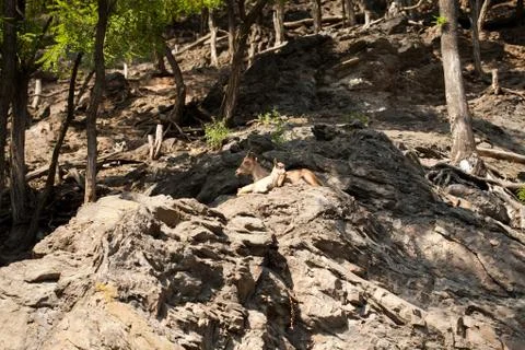Ibex Stock Photos