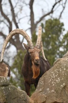 Ibex Foto stock