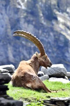 The ibex. Stock Photos