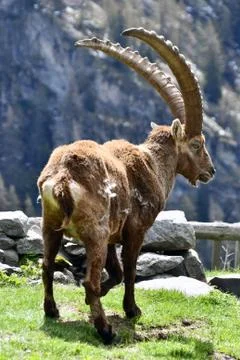 The ibex. Stock Photos