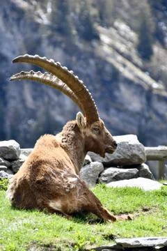 The ibex. Stock Photos
