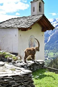 The ibex. Stock Photos