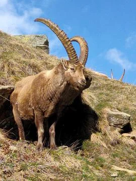 Ibex Stock Photos