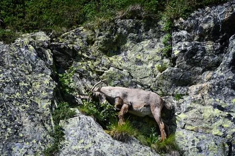 The ibex. Stock Photos