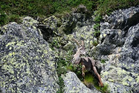The ibex. Stock Photos