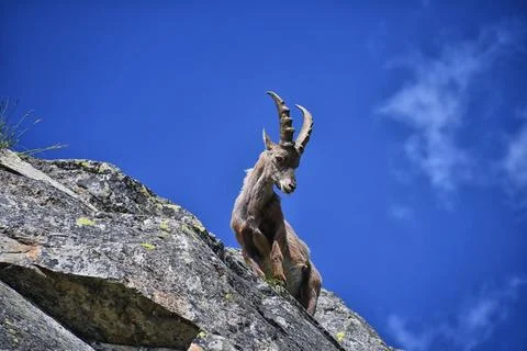 The ibex. Stock Photos