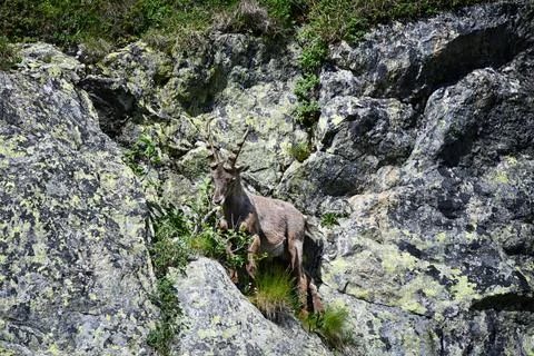 The ibex. Stock Photos