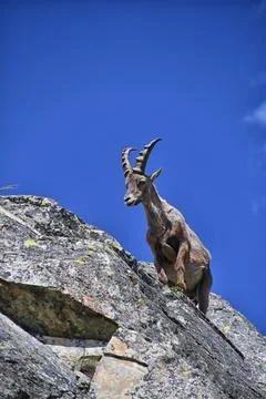 The ibex. Stock Photos
