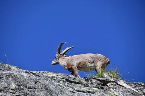 The ibex. Stock Photos