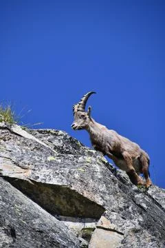 The ibex. Stock Photos