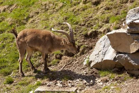 Ibex release Foto stock