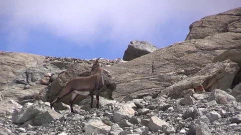 Ibex on rock Stock Footage 79560308