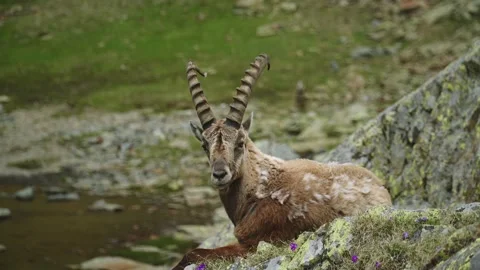 Ibex on a rock relaxing Stock Footage 234303817